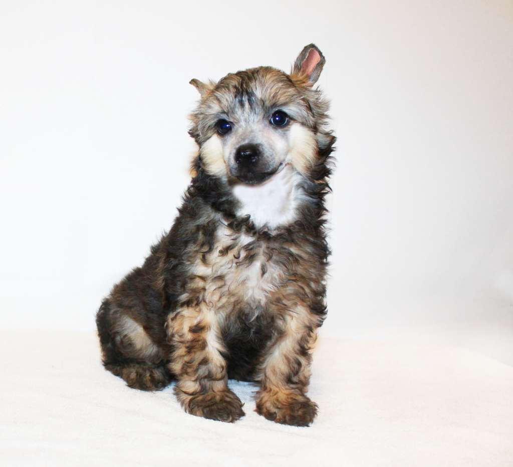 Charuyuschiy Soblazn Whispering oriental beauty