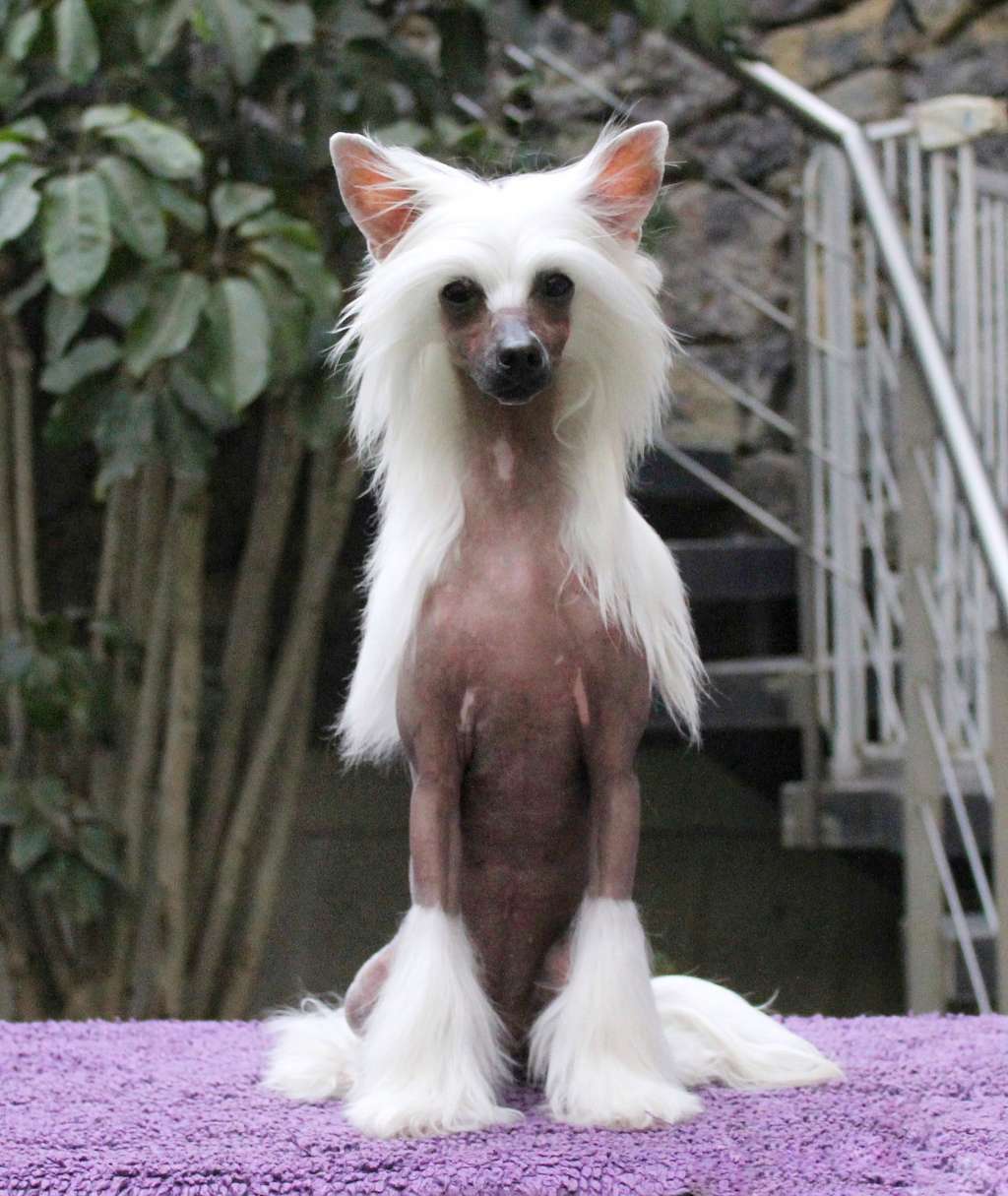 Eleonor Im A Queen (Cantarell/De la Garza)