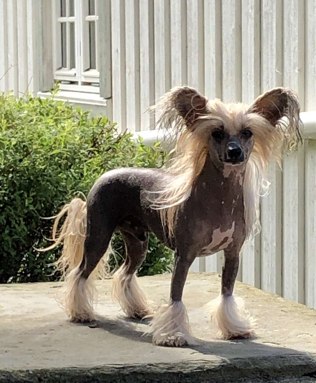 Smedbys Home Is Where The Heart Is