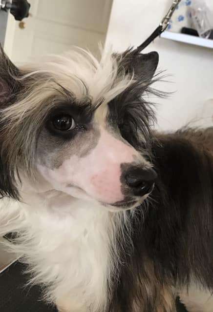 Smedbys How Great Thou Art