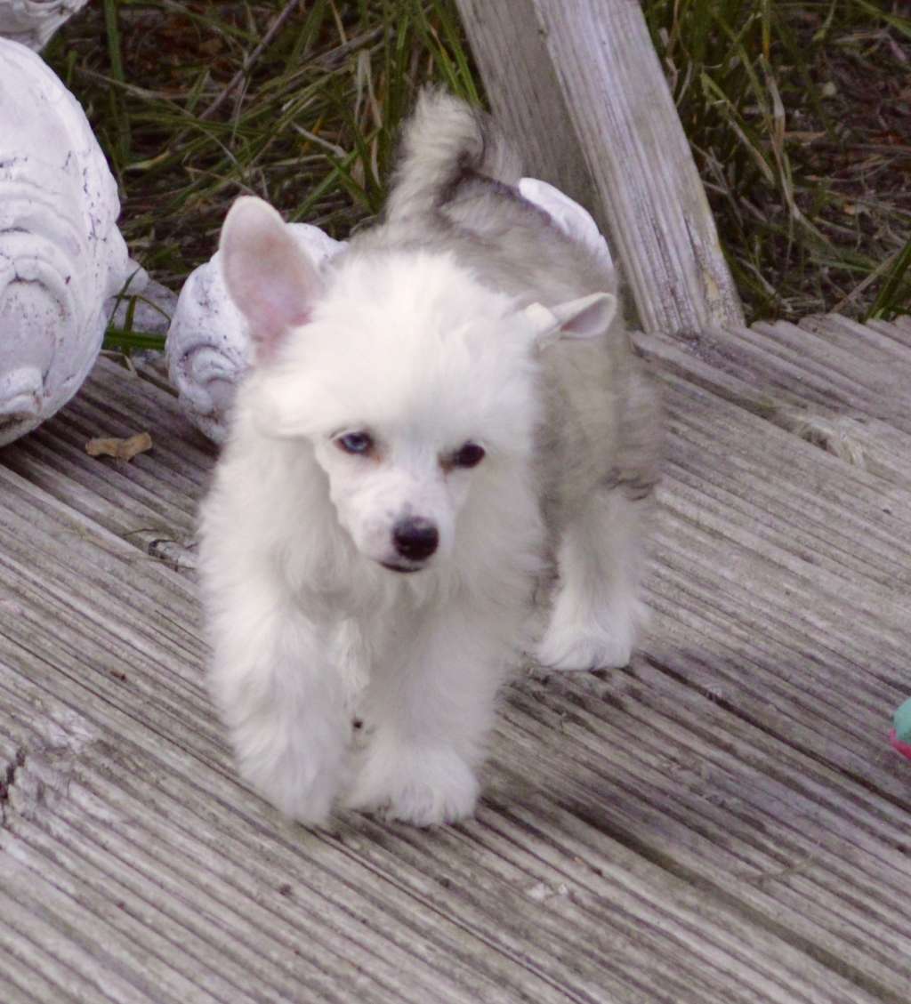 Mille Fleurs von Shinbashi