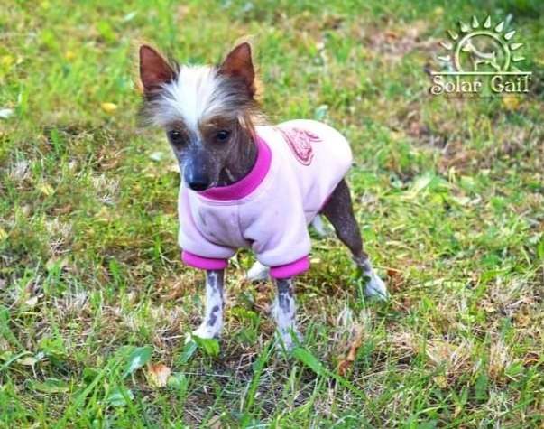 Ocharovashka Businka