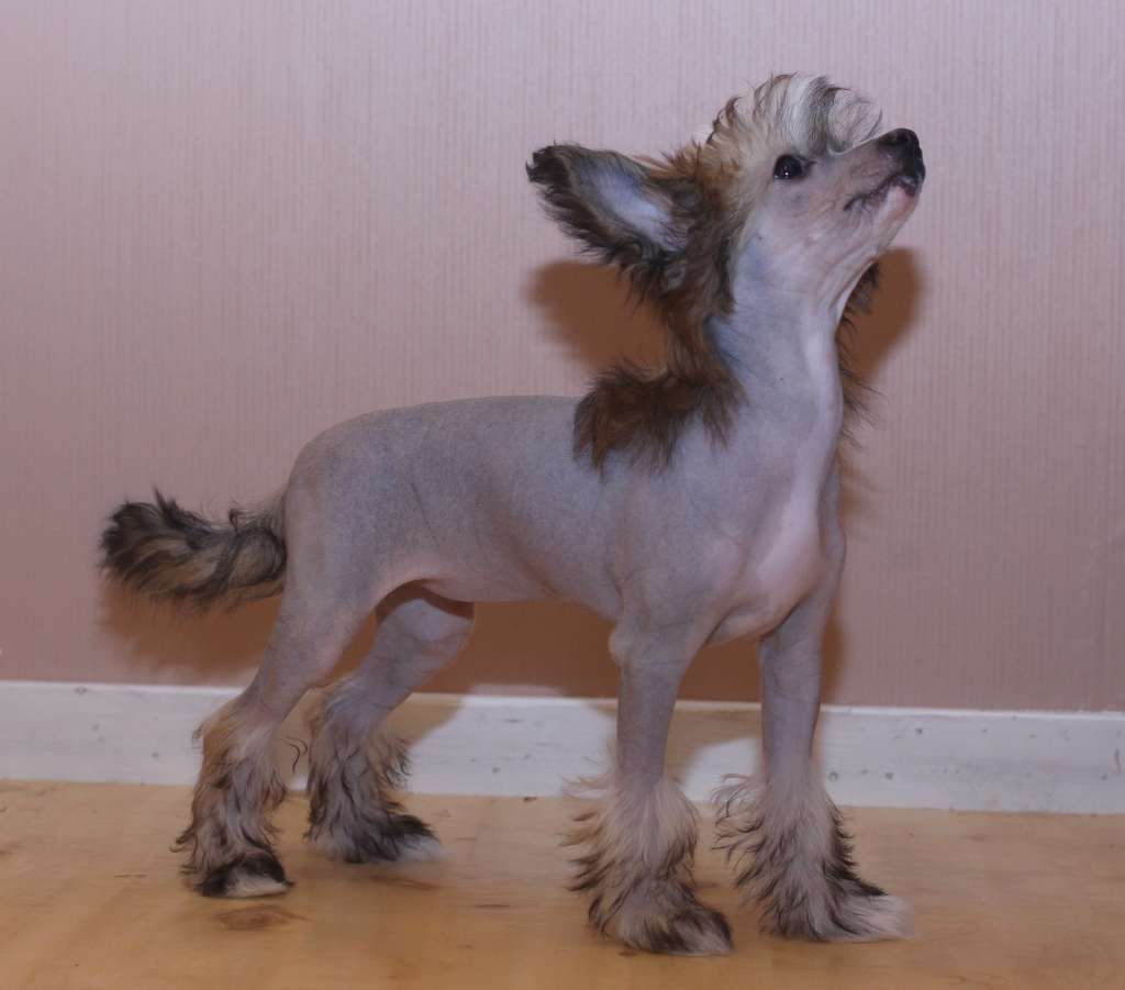 Artic Flyer's Victim of Love