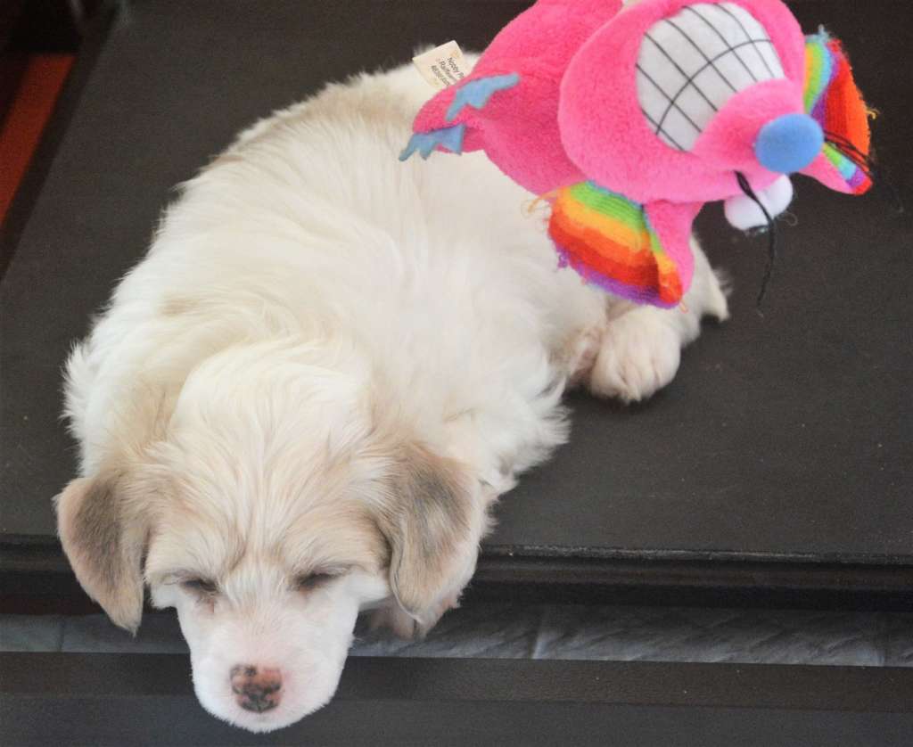 Déjà Vu To Be My Dream