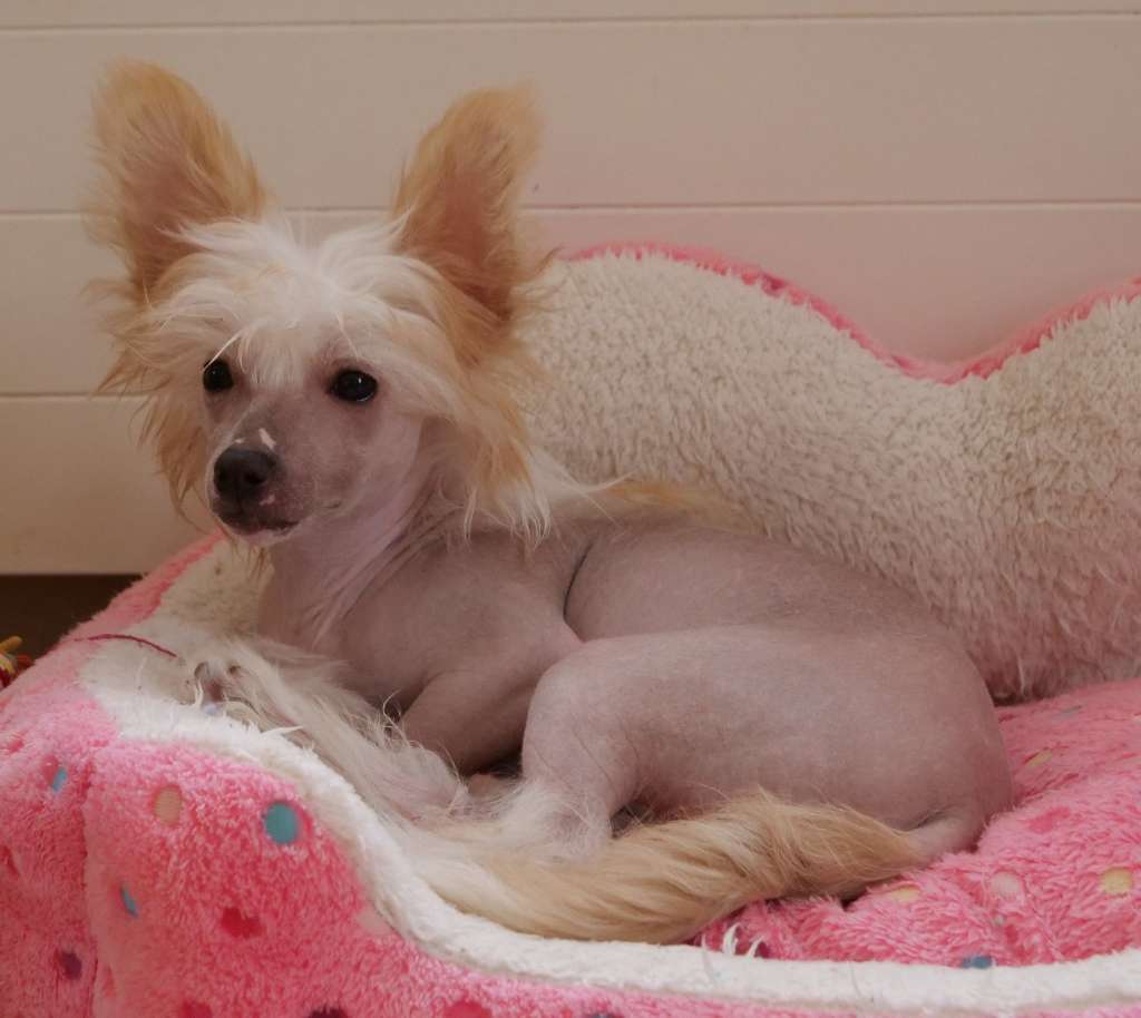 Dakota Rose To Be My Dream