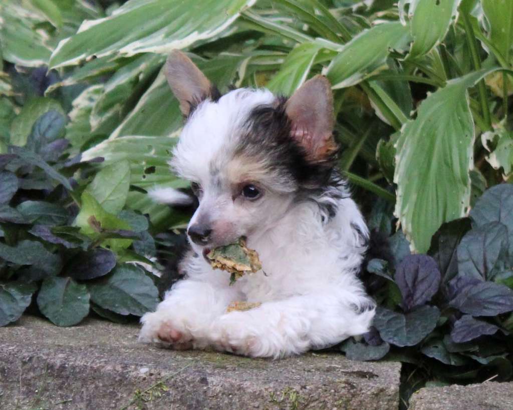 Curlious Snoaire Lickety Split