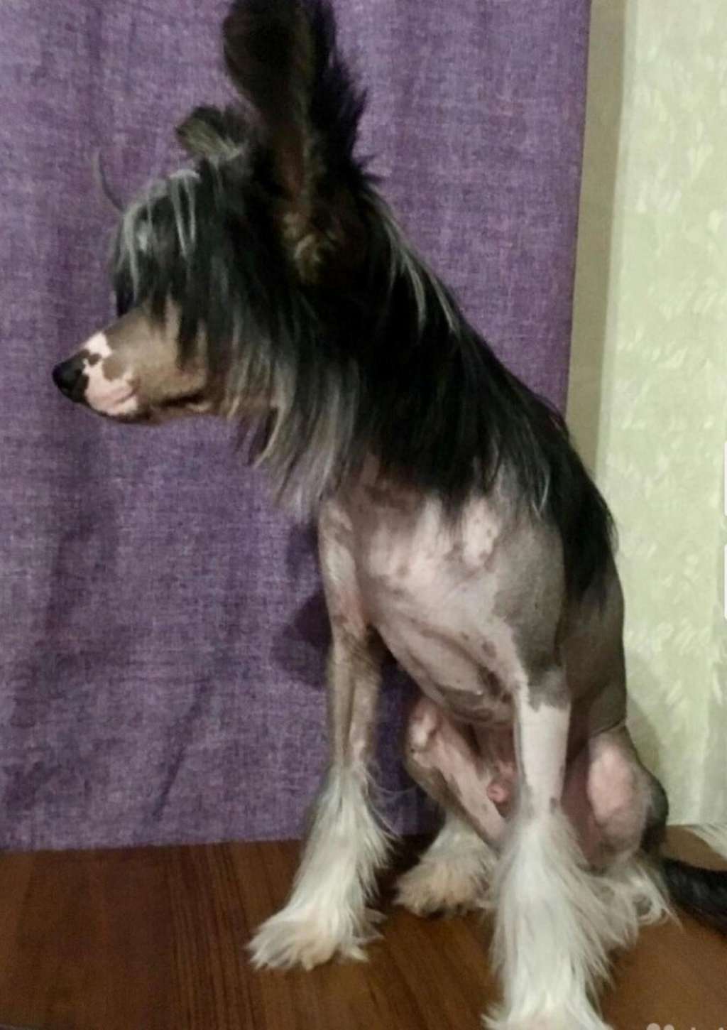 Kanis Ventus Solomon