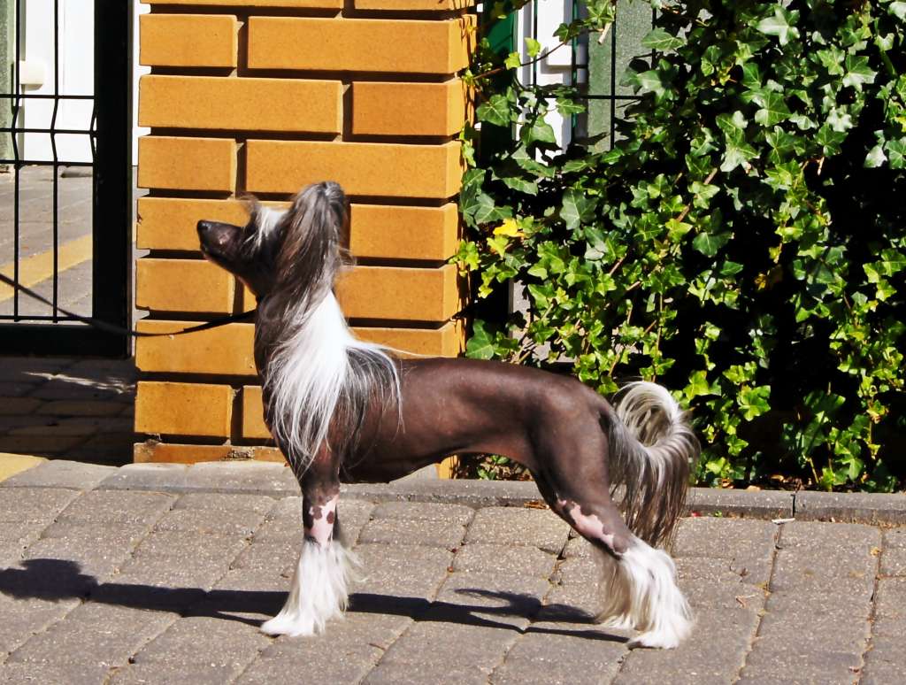 Astrid Aspera Astrum