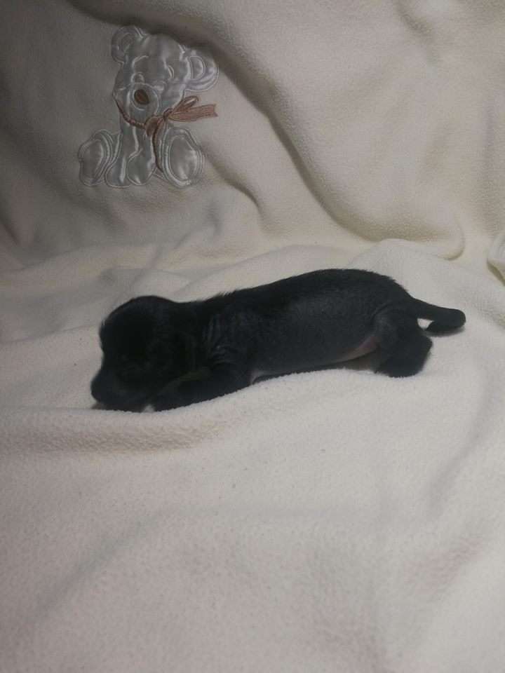 Blooregard Aspera Astrum