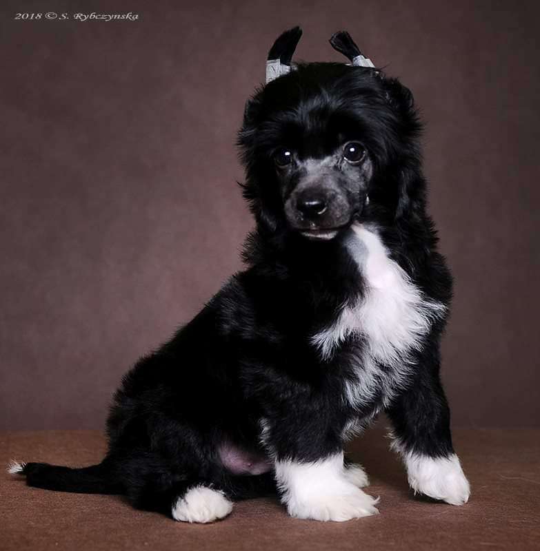 Beast Boy Aspera Astrum