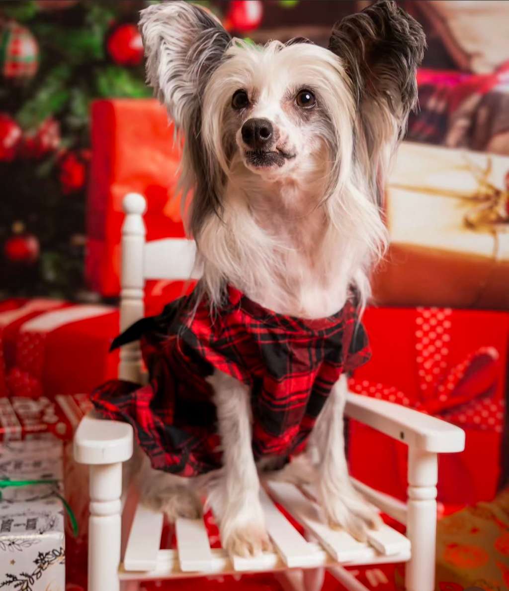 Bellissima Aspera Astrum