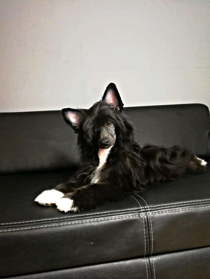 Bella Luna Aspera Astrum