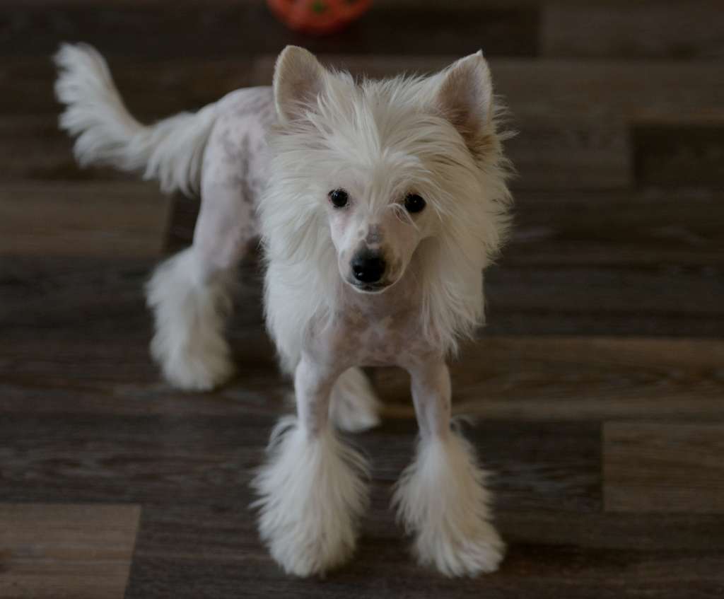 HitLine Ltd Nordic Fire