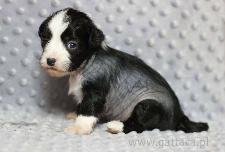 Vampire Kisses Gattaca