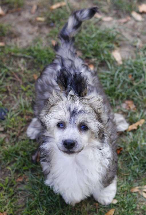 Vidal Sasson Gattaca