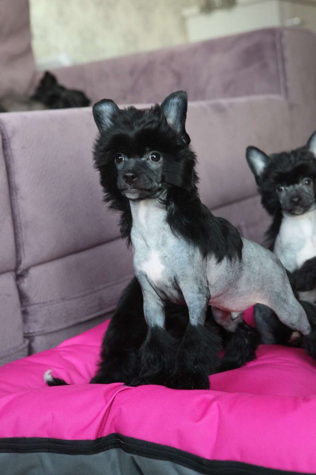 Pride of the night Deo Suavis Leone