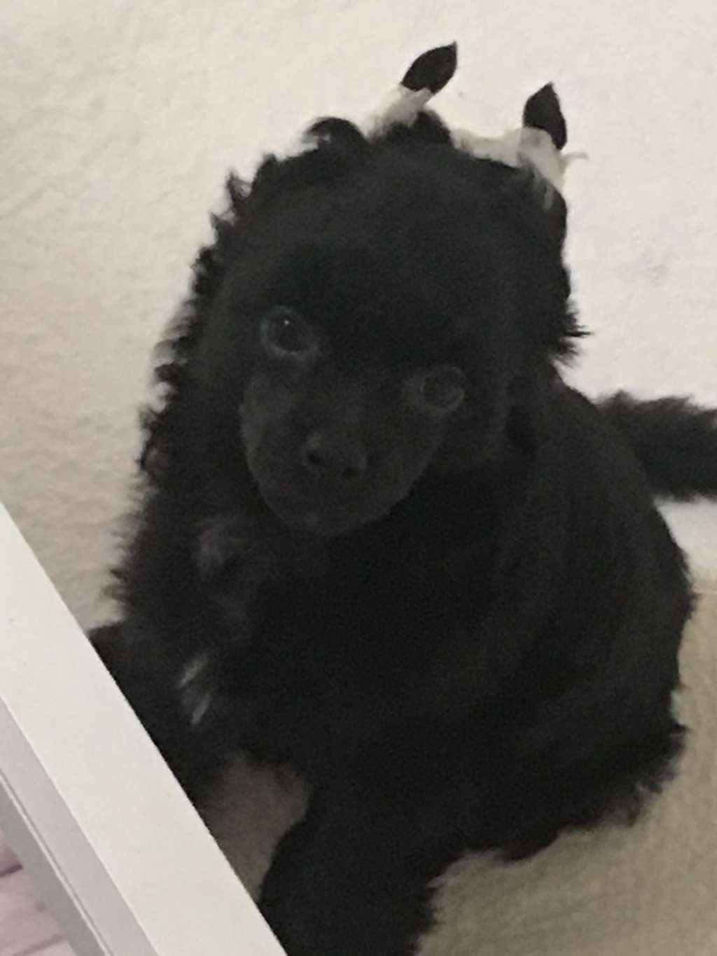 Pride of the night Dominique