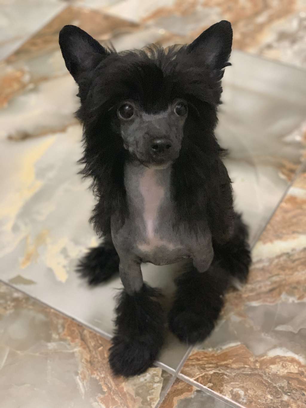 Pride of the night Desire