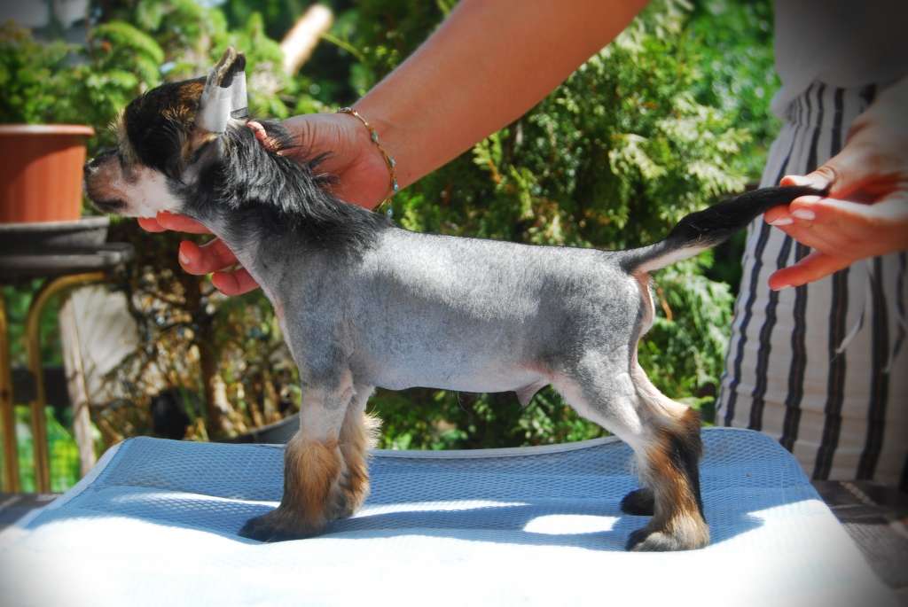 Prince Charming Juna Dogs Fci