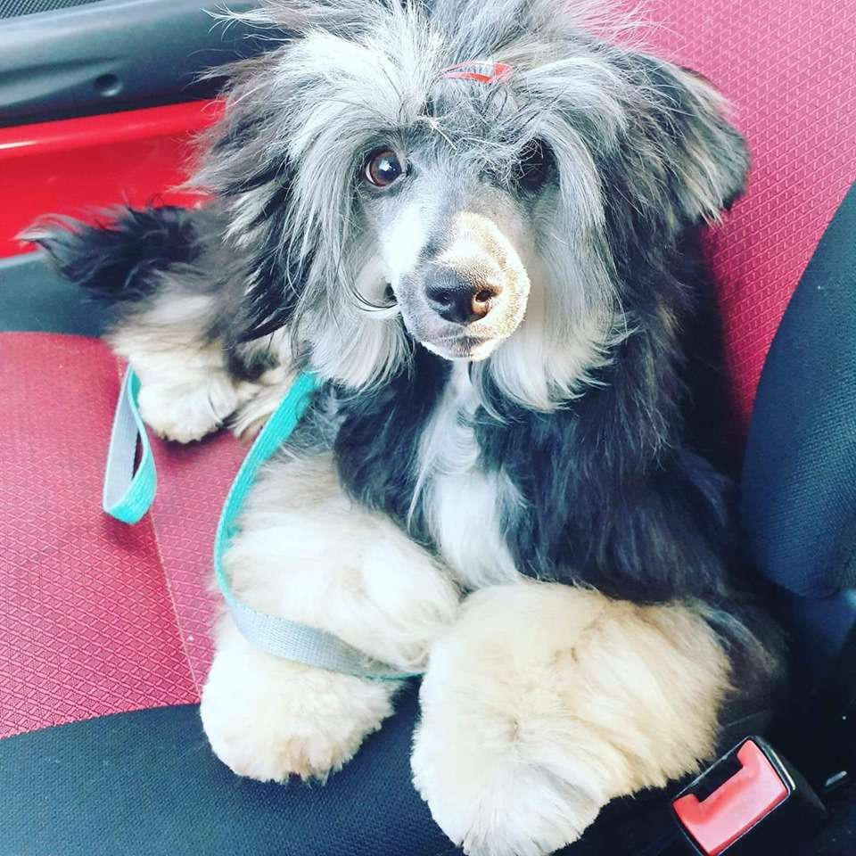 Please Say I Do Juna Dogs Fci