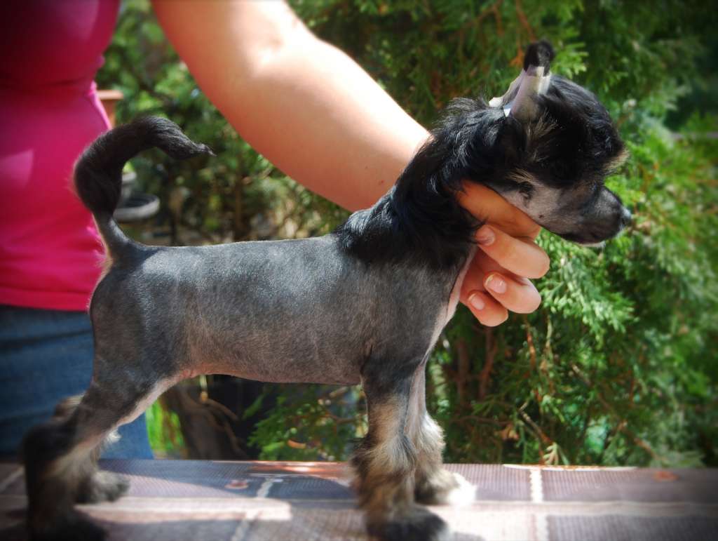 Princess Says Yes Juna Dogs Fci