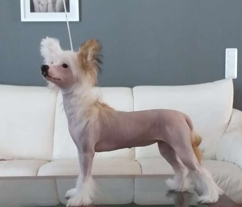 Windy Forest's Warm as Copper