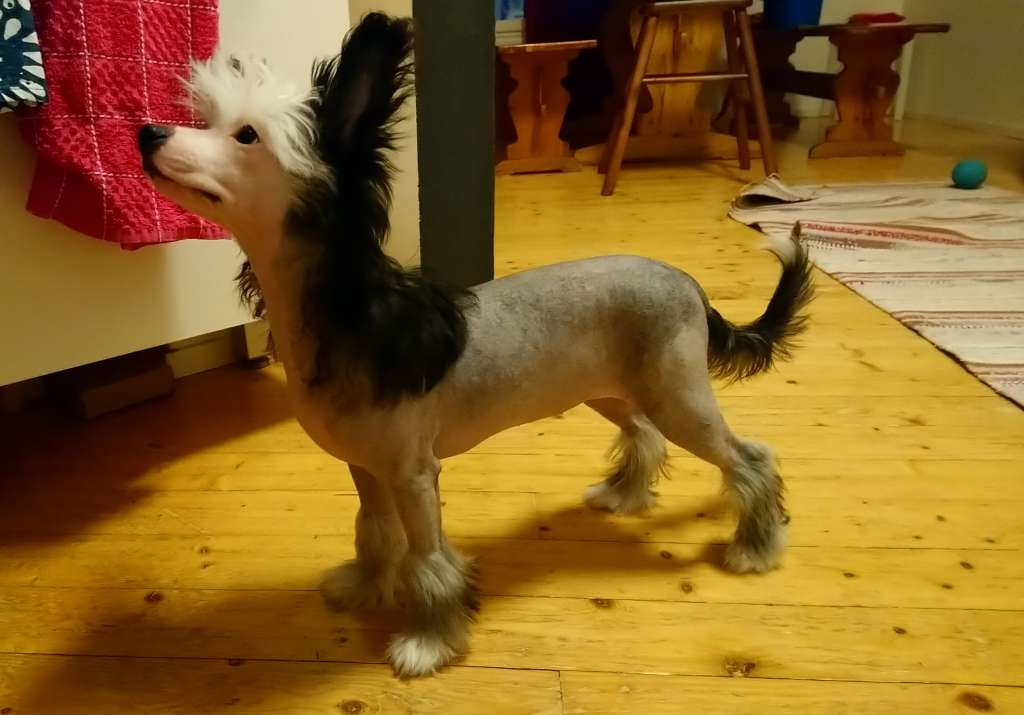 Windy Forest's Bright as Platinum