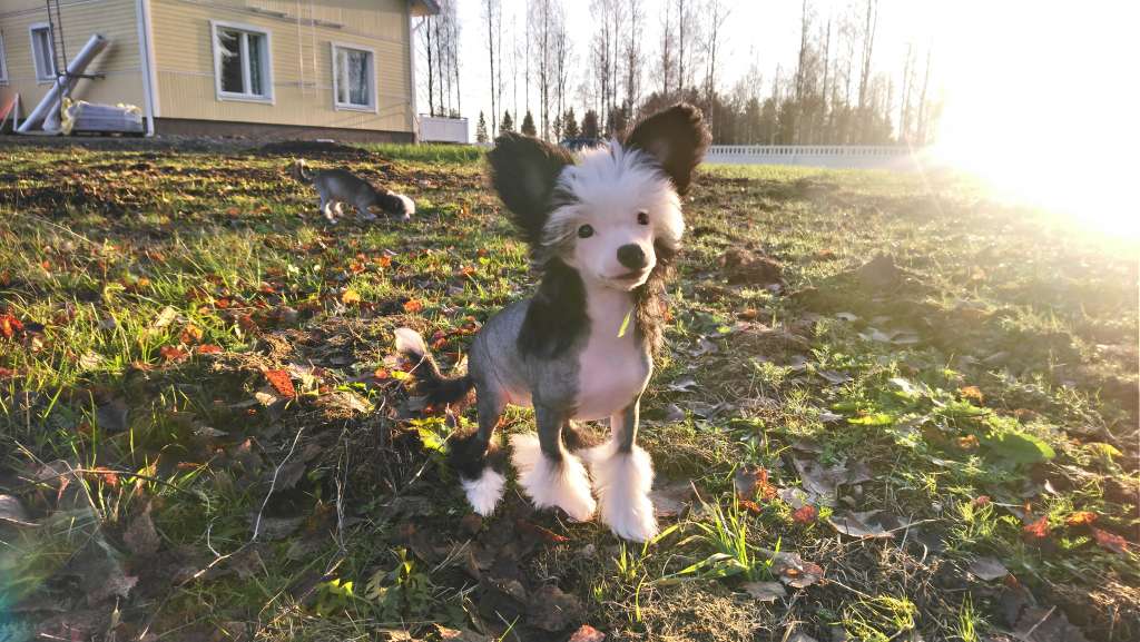 Windy Forest's Pale as Iridium