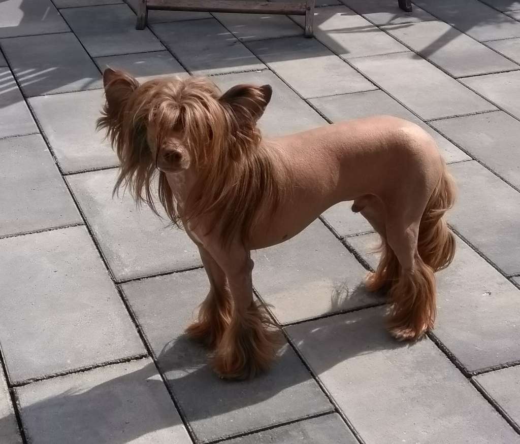 Be My Dog's Underground Hero