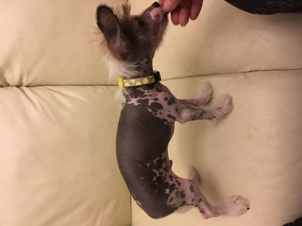 Tuuliharjan Aikapoika