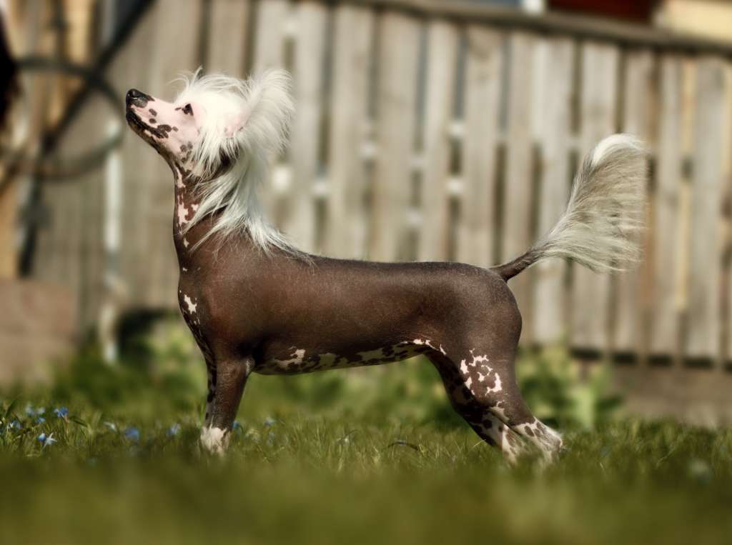 Jean Dark Call Me Maybe