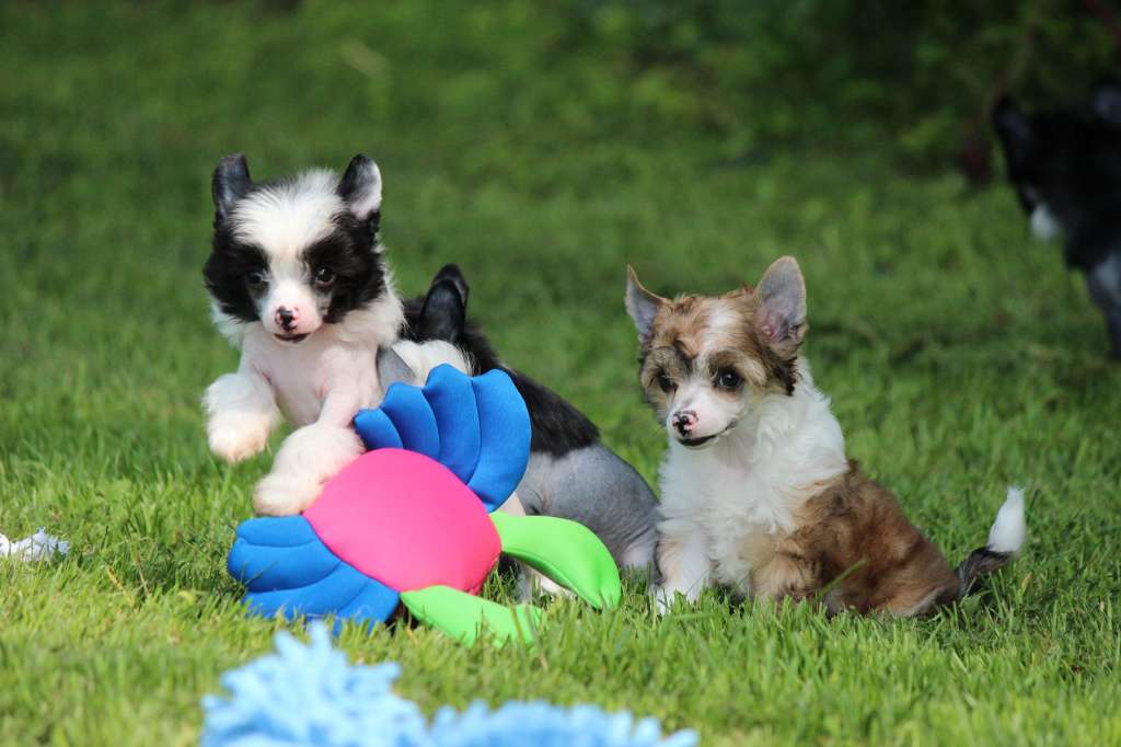 Dakota Rose You'll Crazy For Me