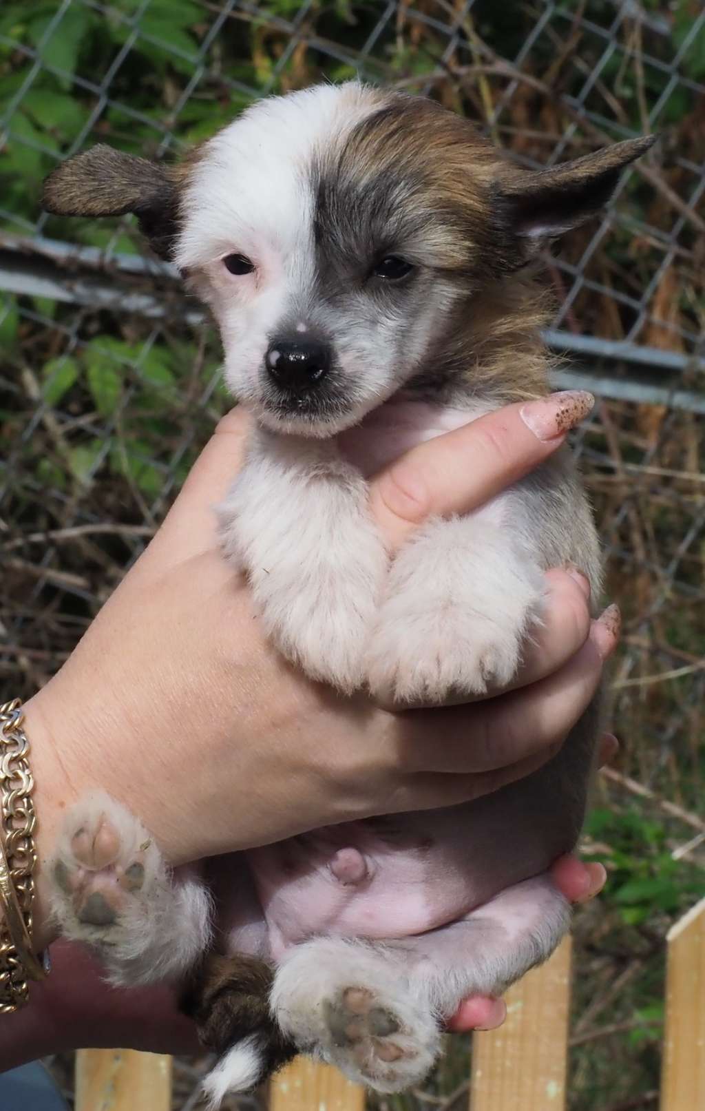 Aqua Lion's Romeo Emblas 1.