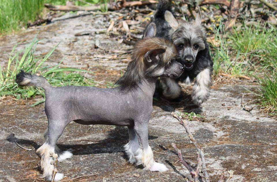 Yanika Kalis z Treste