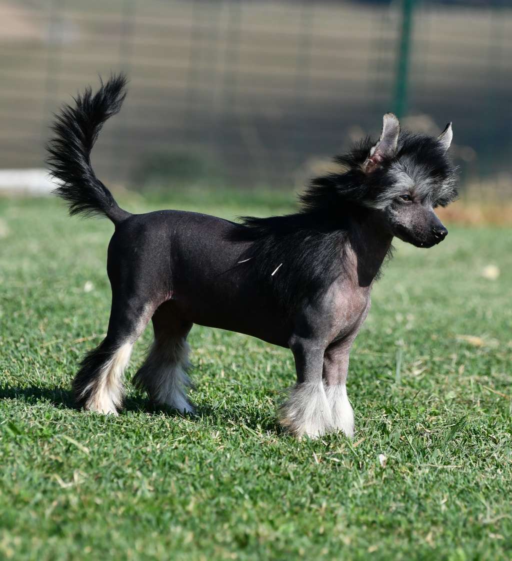 Little Dog Of Dream Oriental Mickey