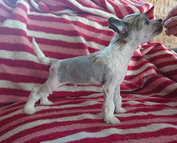 Proud Pony Running Free