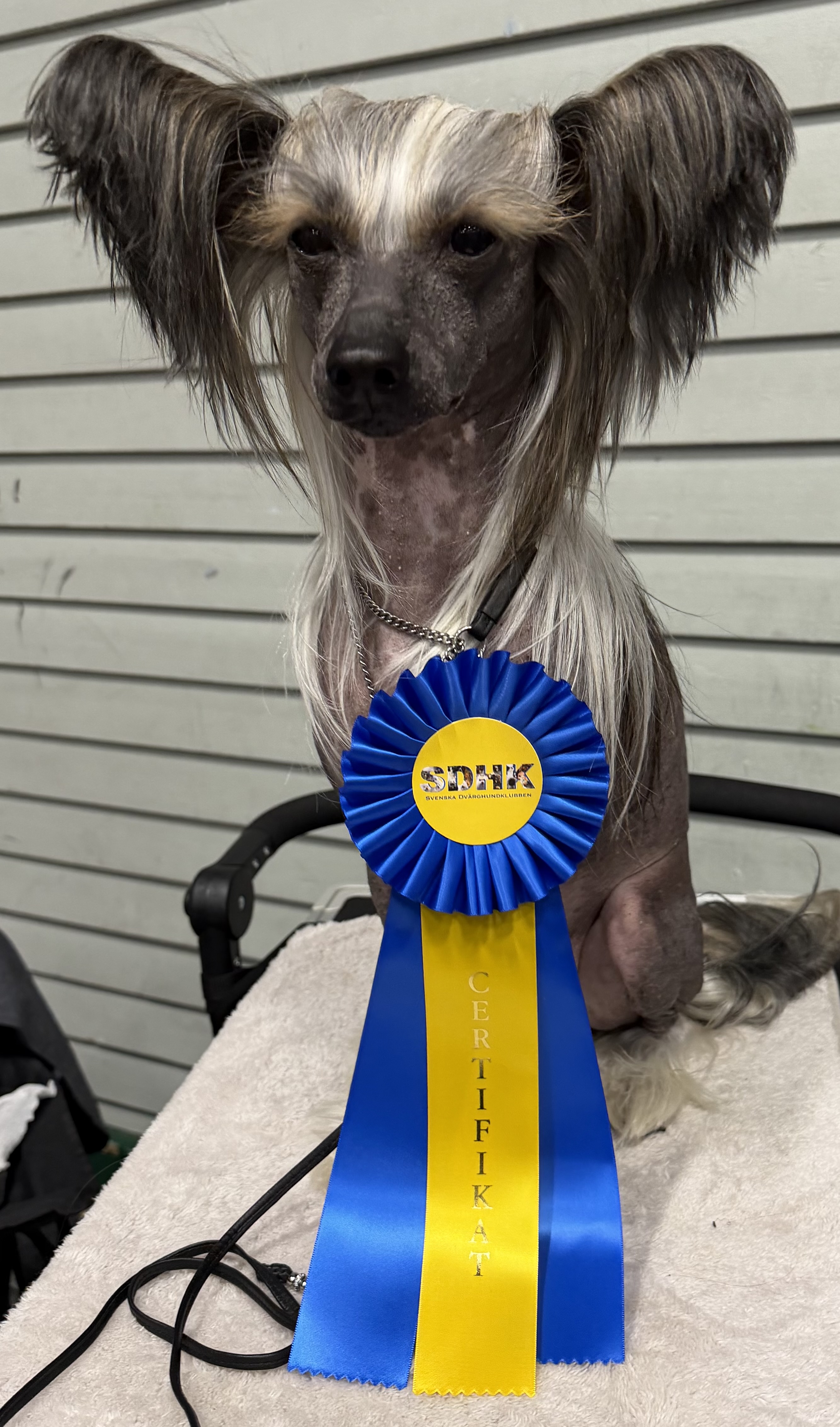 Proud Pony Run to the Hills