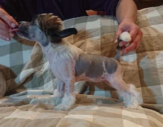 Proud Pony Royal Dream