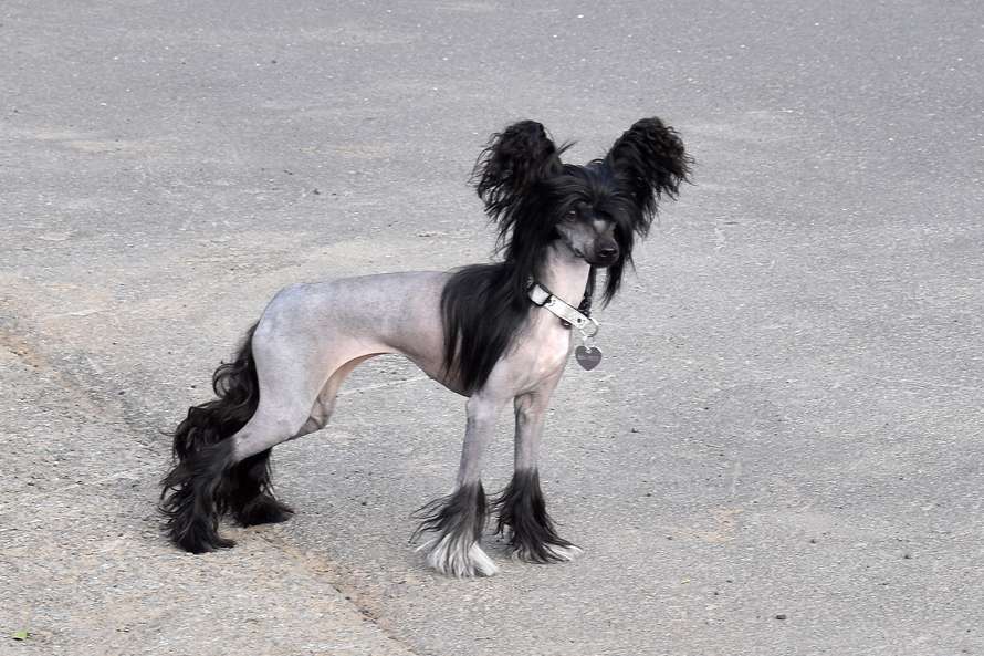 Practical Hero Velvet Valkyrie