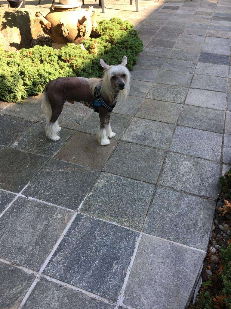 Landkris Gray Wisdom