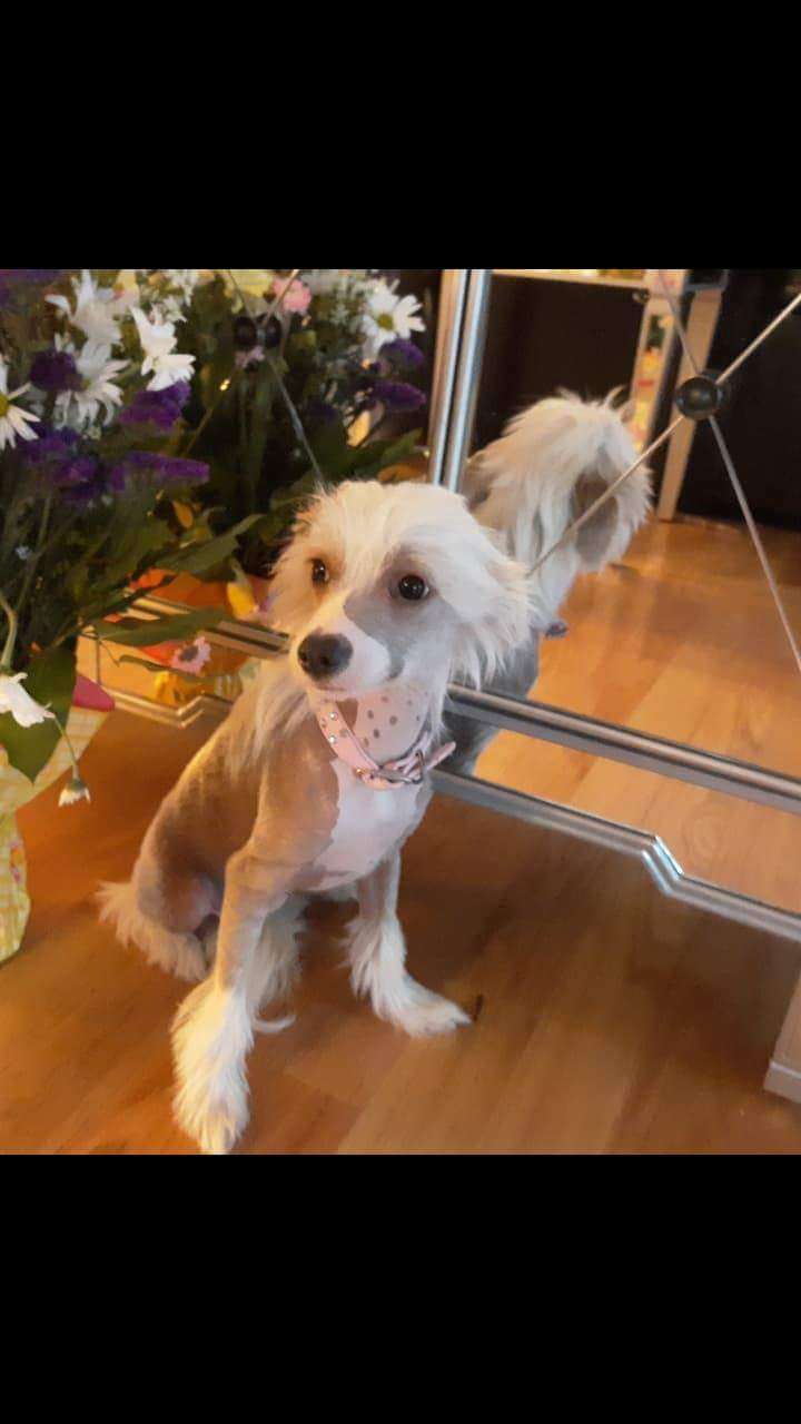 Landkris Gabriela Dolche Vita