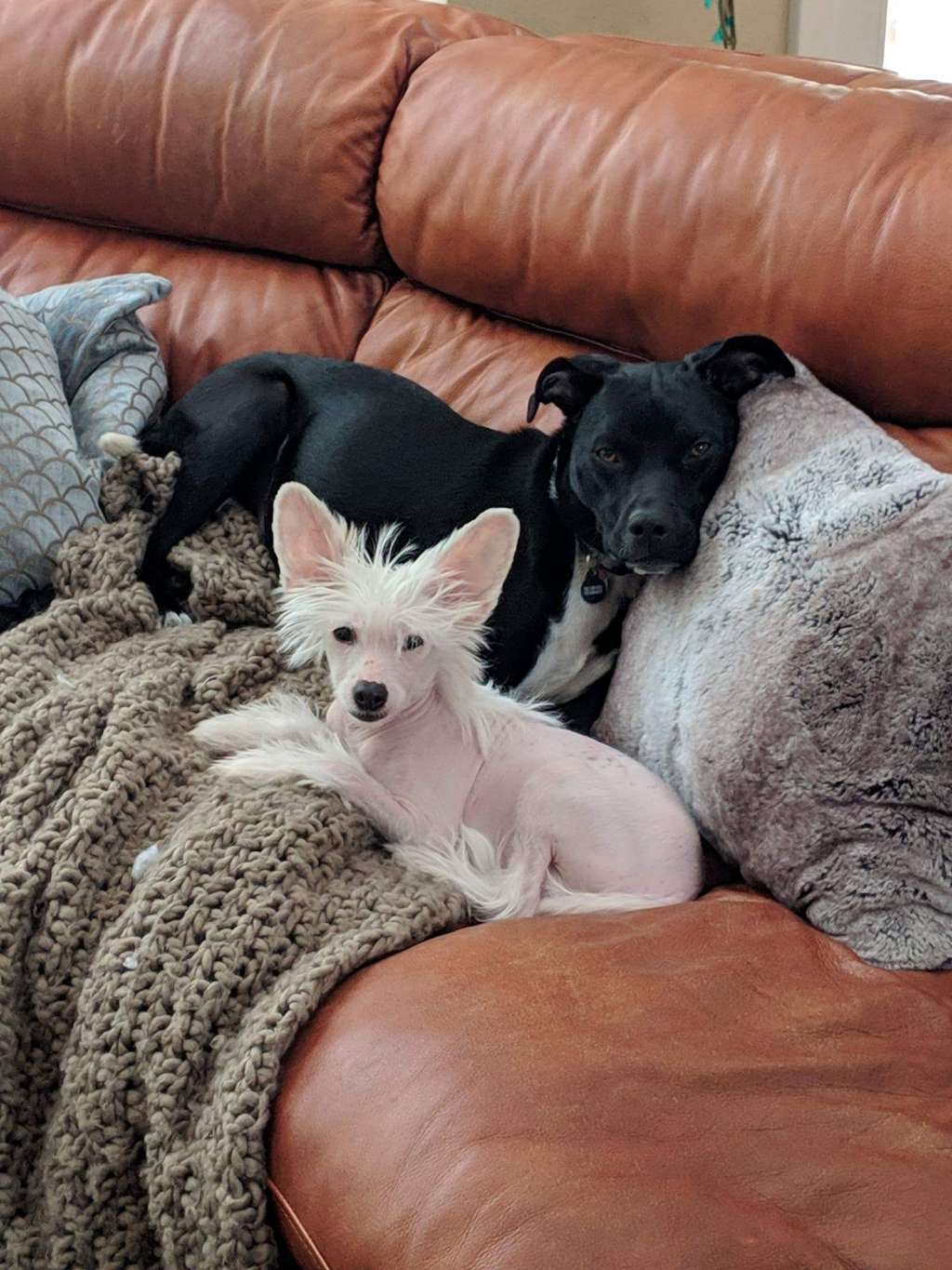 Landkris Galatea White Sugar Princess