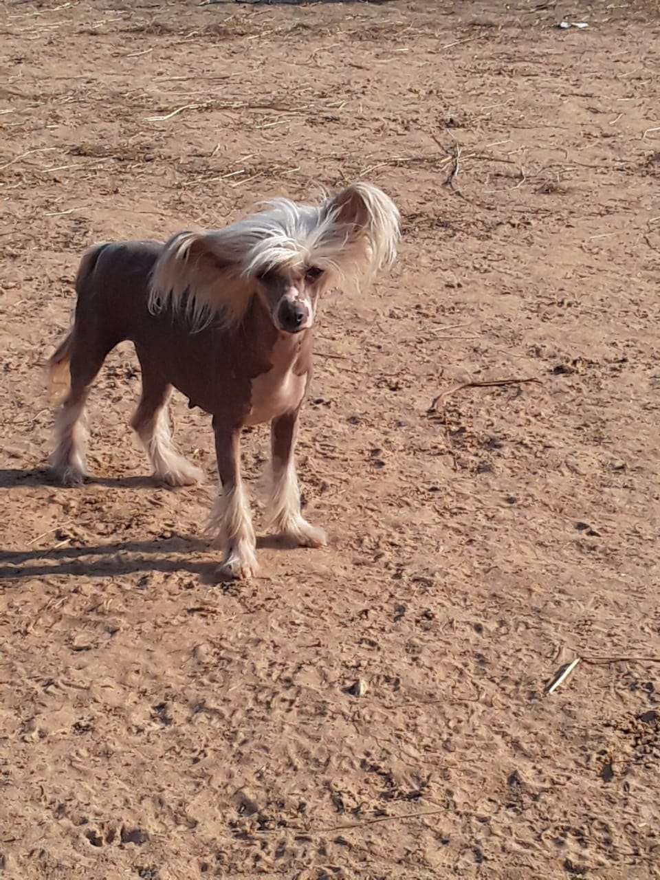 Landkris Grazia Mela Gelato