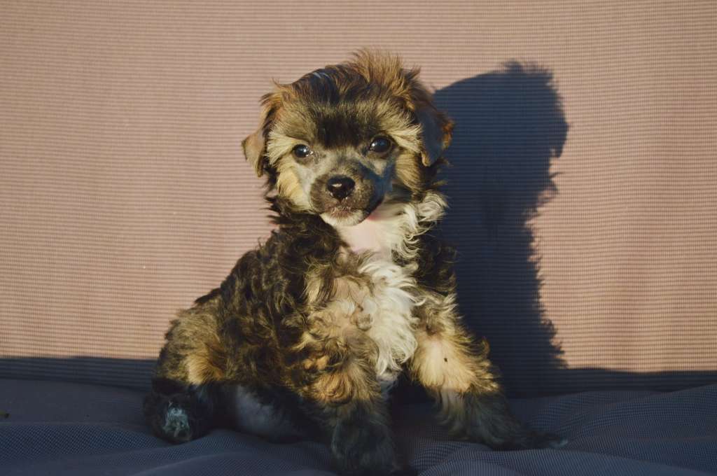 Kylie Minogue z Andelovy dlane