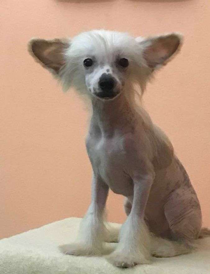 Fundoklia-völgyi Kaszanics Essex