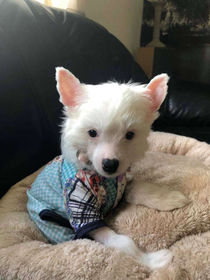 bobbelpops beautiful tinka