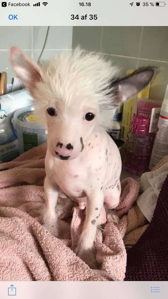 bobbelpops buller barry