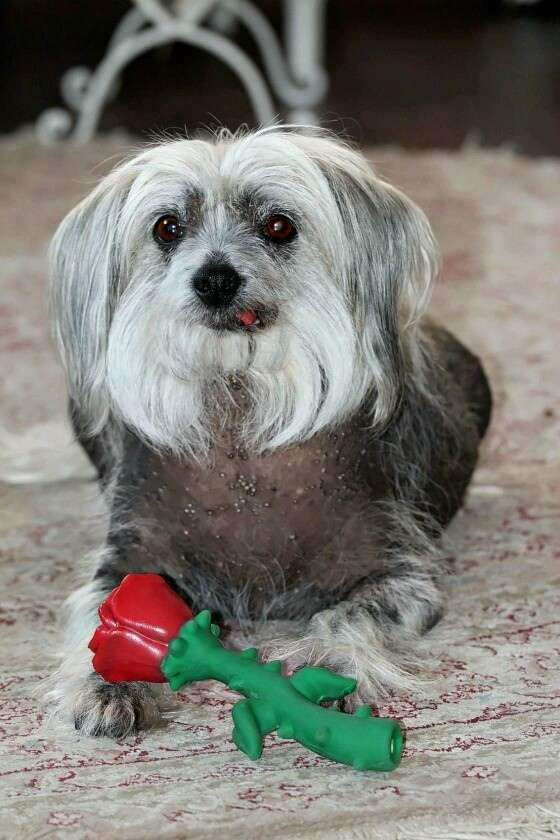 Selena so dvora Rudchenko