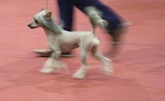 Romina of the loving dols