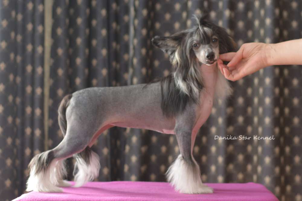 Danika Star PrimaDonna